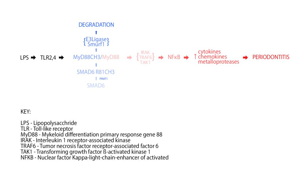 PRMT1-SMAD6 signaling may represent a new target for reducing the immune response in periodontitis